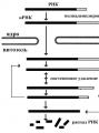 El papel del ARN en el proceso de realización de información hereditaria.